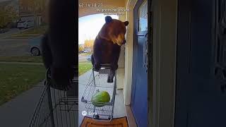 Bear In A Shopping Cart