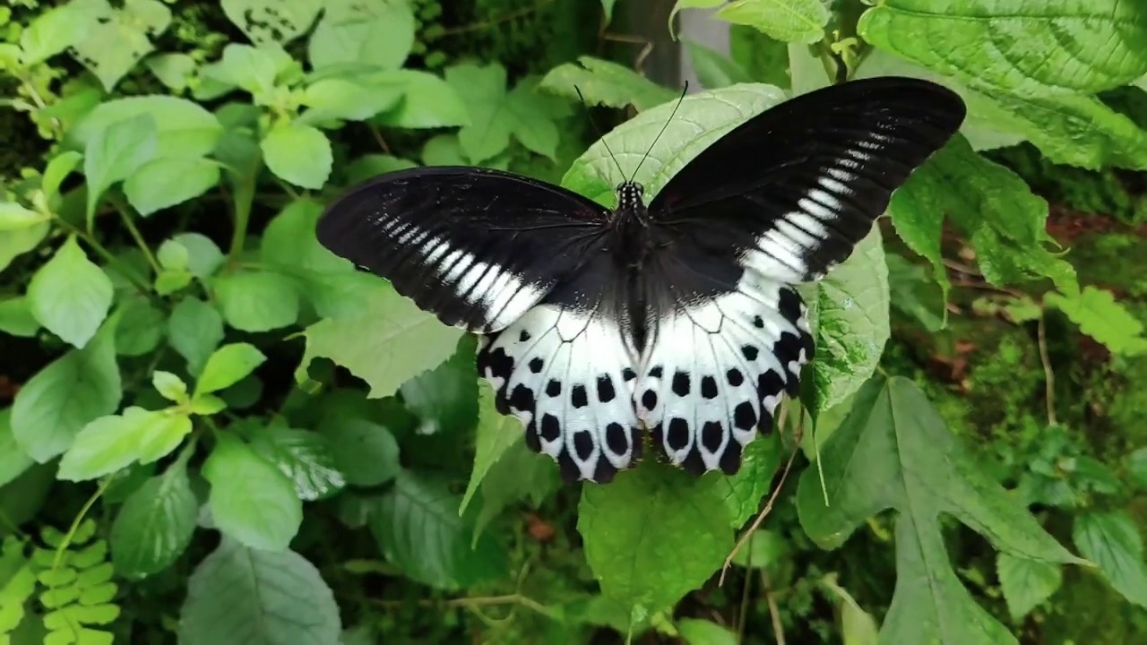 beautiful butterfly bugs life, beautiful butterfly song, beautiful ...