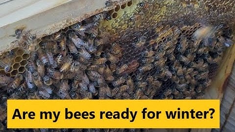 Preparing our Layens Horizontal Hives for Winter - Part 1: the BEE Free and BEE Line Hives