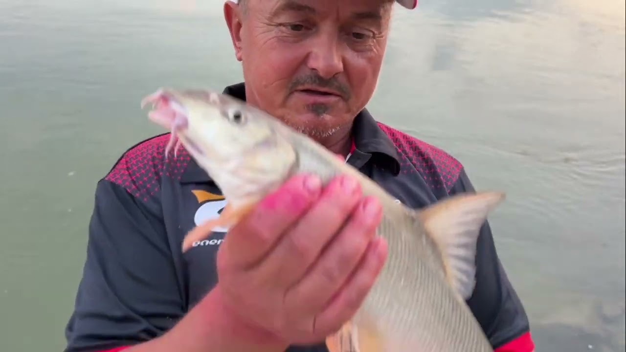 Partida fulger la feeder in Corabia