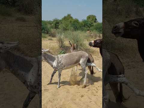 Fitting Birds Need Donkey Follow