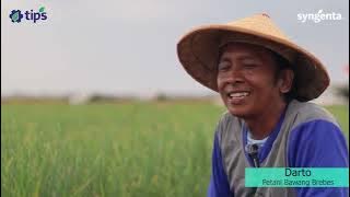 Simodis Teknologi Plinazolin