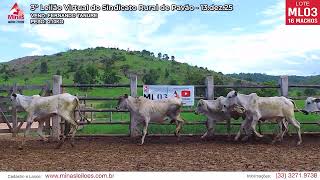 LOTE ML03 - 16 Machos - 210 kg