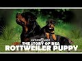 Rottweiler Puppy Bea - Video Diary
