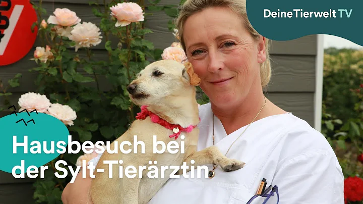 Hausbesuch bei Sylt-Tierrztin Stephanie Petersen