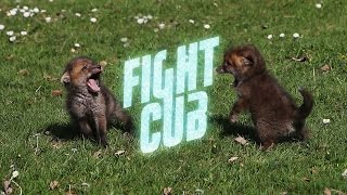 Fight Cub, from Dissolve