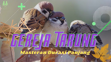 MASTERAN GEREJA TARUNG FULL TEMBAKAN DURASI PANJANG
