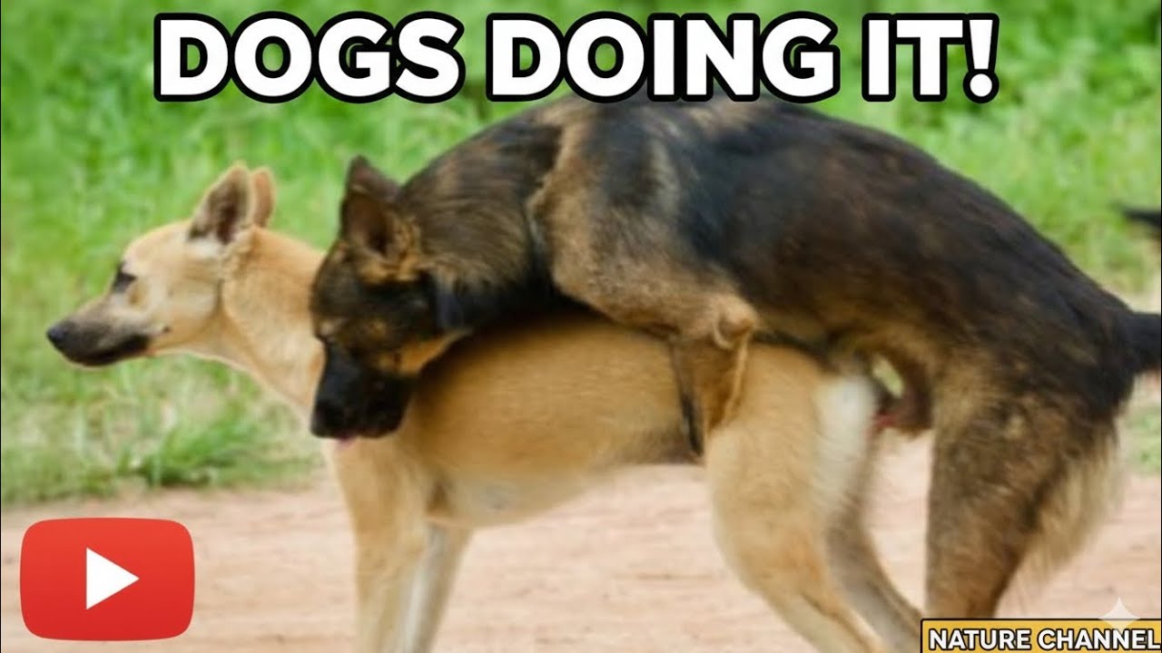 Why Dogs Get “Stuck” During Mating? | Real Canine Behavior 