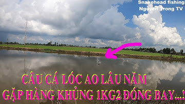 Câu Cá Lóc Ngoài Tràm Chim #10 | CẬN CẢNH CÁ TÁP MỒI THẬT HẤP DẪN | NGUYEN TRONG TV