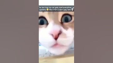 Wildly Funny Animals Compilation: Catnip Shenanigans and Hilarious Pet Reactions!
