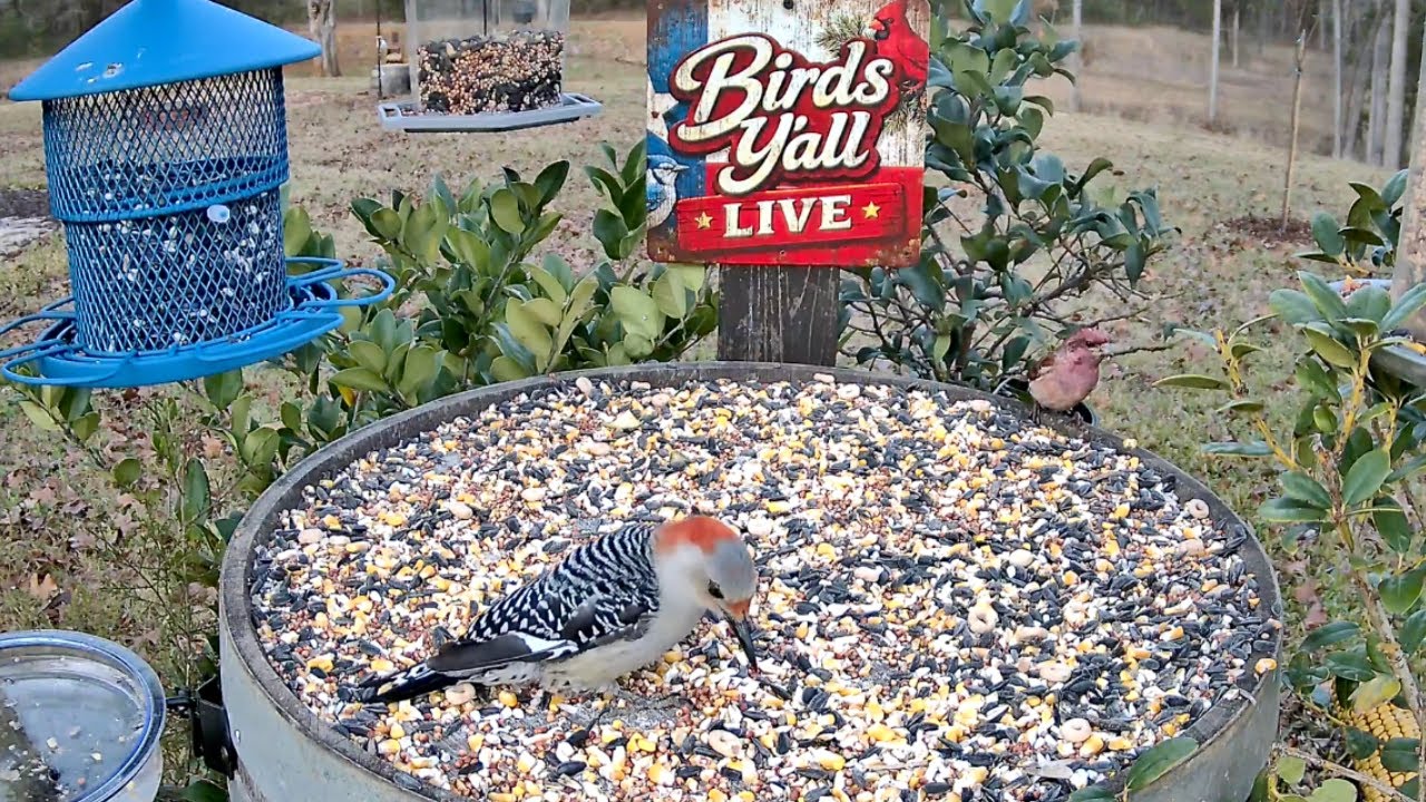 Birds Y’all Live 🐦 East Texas Bird Cam | Backyard Birds & Peaceful Nature Sounds