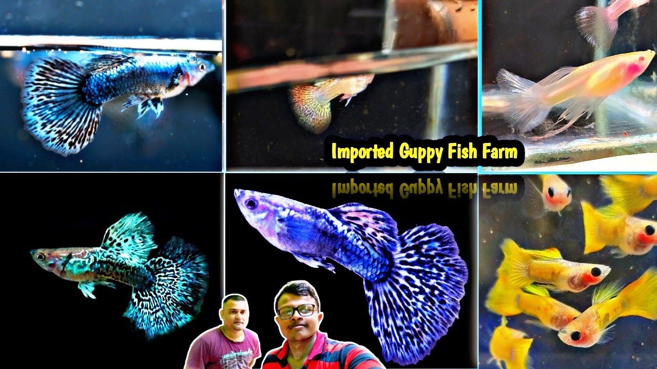 Guppy Fish Farm Visit|Huge Platinum Dumbo Farm|Suryansu Da's Fish Farm Visit|Guppy Farm Vlog