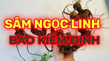 MUA BÁN SÂM NGỌC LINH BAO KIỂM ĐỊNH BAO CHẤT LƯỢNG | THẠC SĨ ĐINH LĂNG