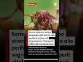 Vespa orientalis, allarme a Roma: boom di segnalazioni dal Centro alle periferie