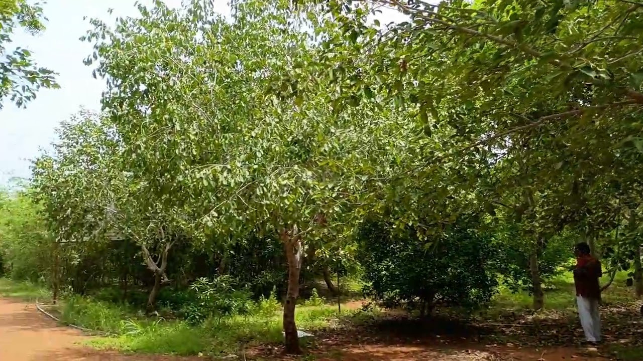 திருச்சி பொன்மலை ரயில்வே காடு || 