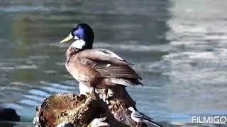 Be like a duck above the surface, look clam & unruffled below the surface paddle like hell