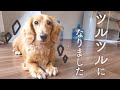 【ミニチュアダックスフンド】シャンプーでお部屋の中を猛ダッシュ！