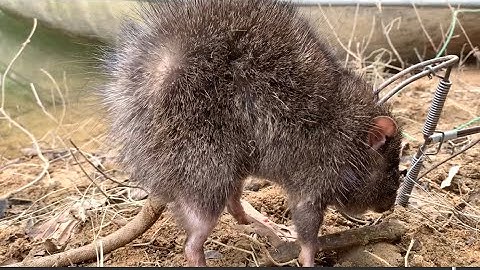 Thăm bẫy dính ngay con chuột rừng khổng lồ