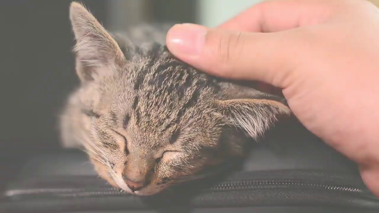 cute animal videos#this will make your day#The best is yet to be