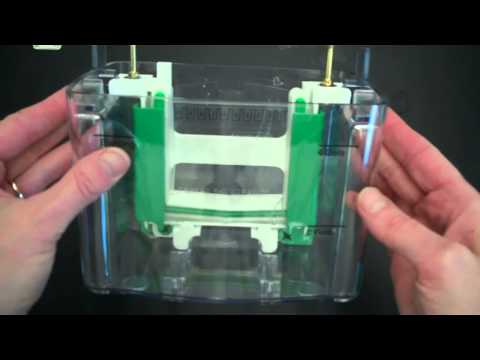 SDS PAGE Part 1 Assembly and Electrophoresis