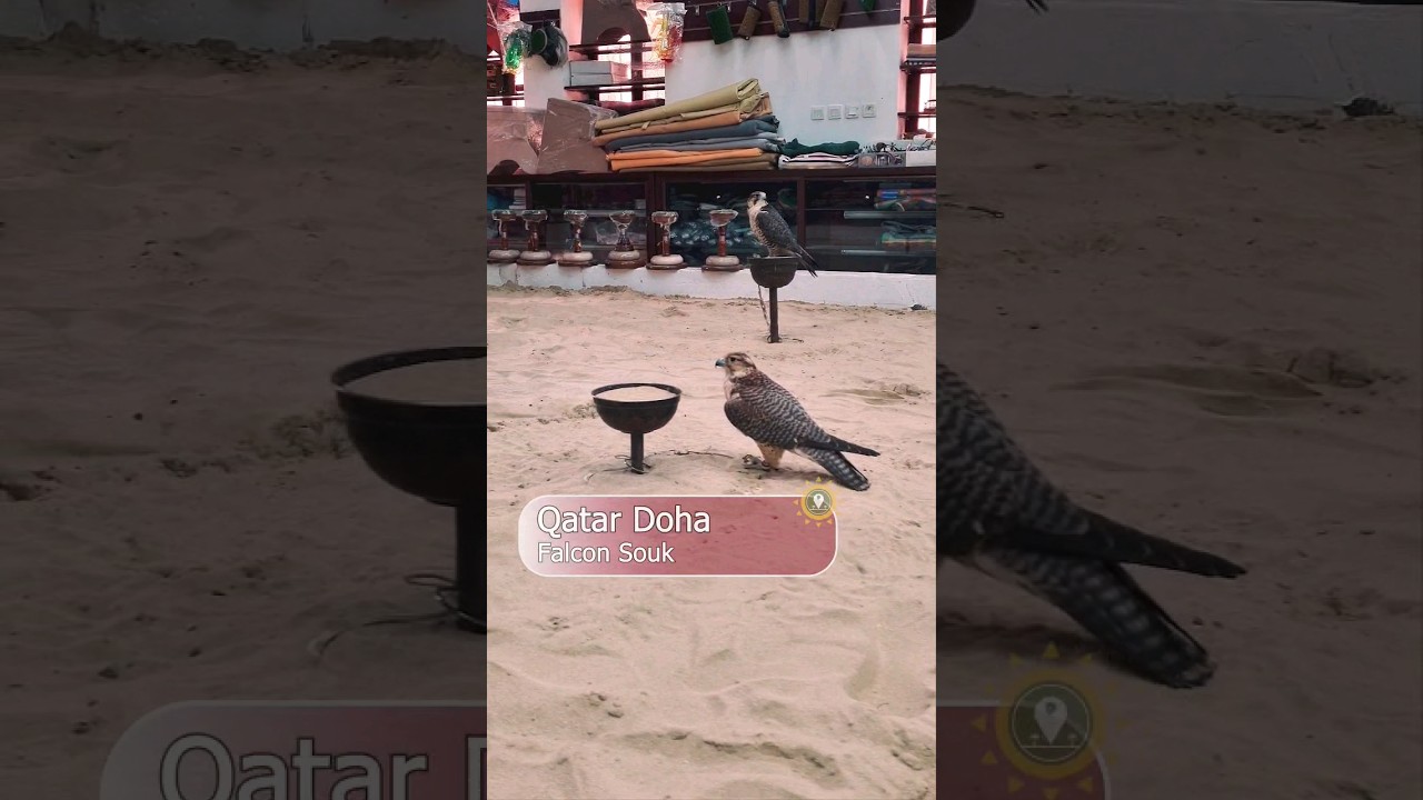 Status symbol and one of the favorite animals of the Arabs 