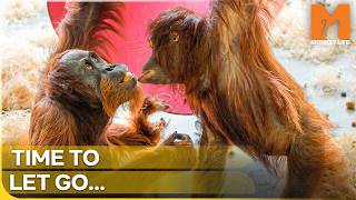 The Hardest Goodbye: Orphaned Orangutan Leaves His Surrogate Mom | Monkey Life