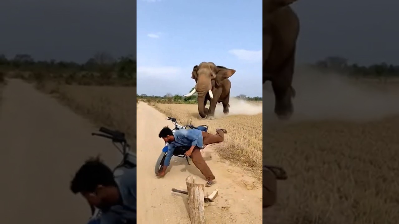 Bhaago! Haathi Aaya 🏃‍♂️💨 Elephant Crushes Bike 😱🤯 