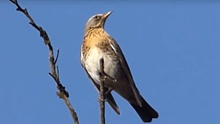 Ptice Hrvatske - Drozd Bravenjak Turdus Pilaris Birds Of Croatia - Fieldfare 13