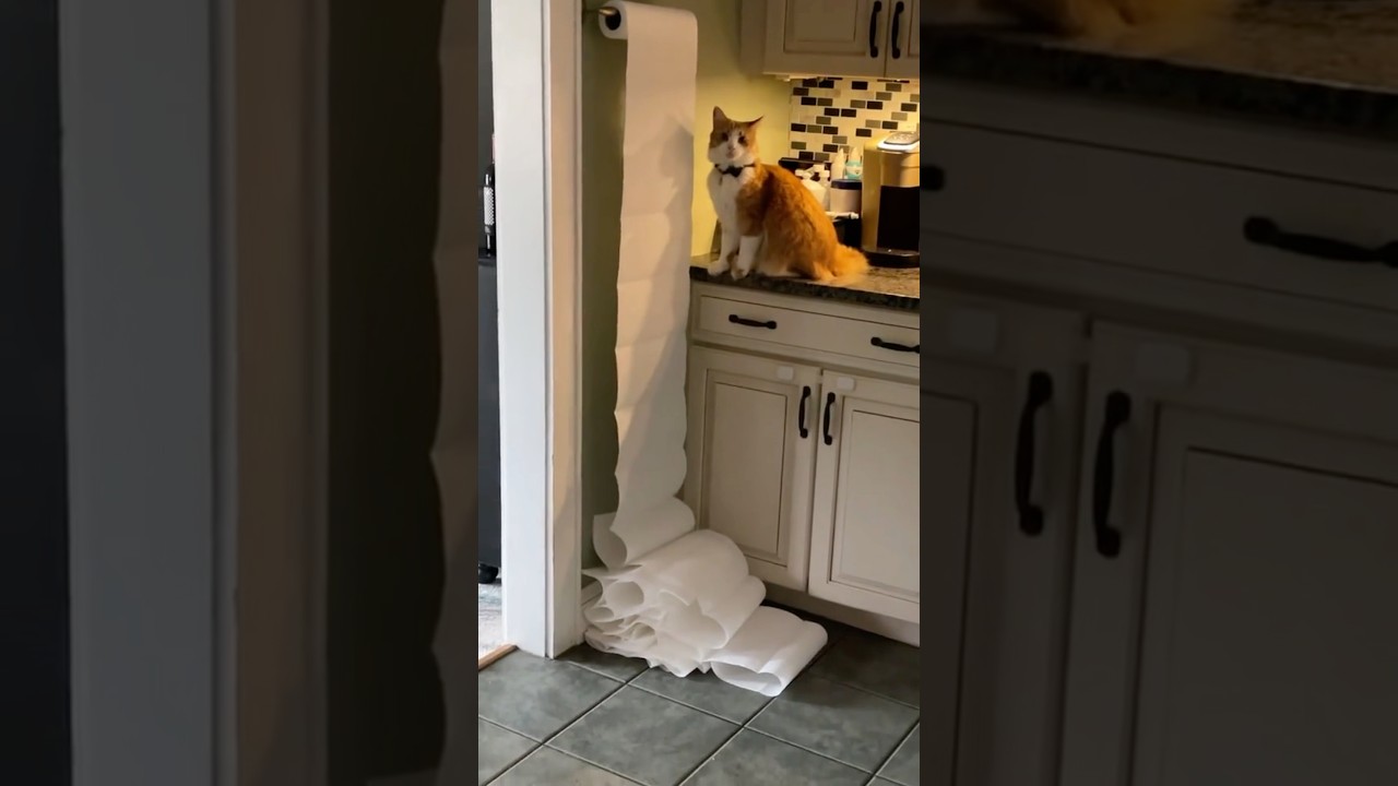 Rebellious orange cat🐈