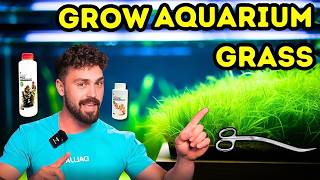 Grow Monte Carlo Carpet | Lush Aquarium Aquascape