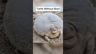 How Animals Look Without A Shell 🤯