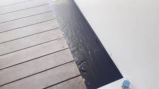 Tips For Adding Fish To A New Pond