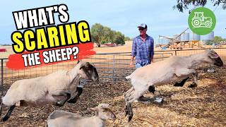 Why Won't These Sheep Go Into the Yards? 🐑 | Australian Farm Adventure for Kids