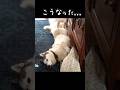居ないはずの兄ちゃんが居て脳みそバグった #husky #シベリアンハスキー