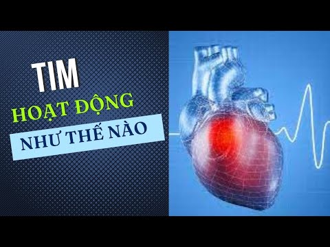Video Tim hoạt động như thế nào ? - Quá trình bơm máu của... - youtube