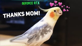 Birb Enjoying his new Gaming Computer by Birb 112,457 views 3 years ago 1 minute, 3 seconds