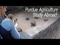 Purdue agriculture study abroad