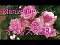 【つるバラの剪定・誘引】ビアンヴニュを2mのオベリスクに誘引する方法