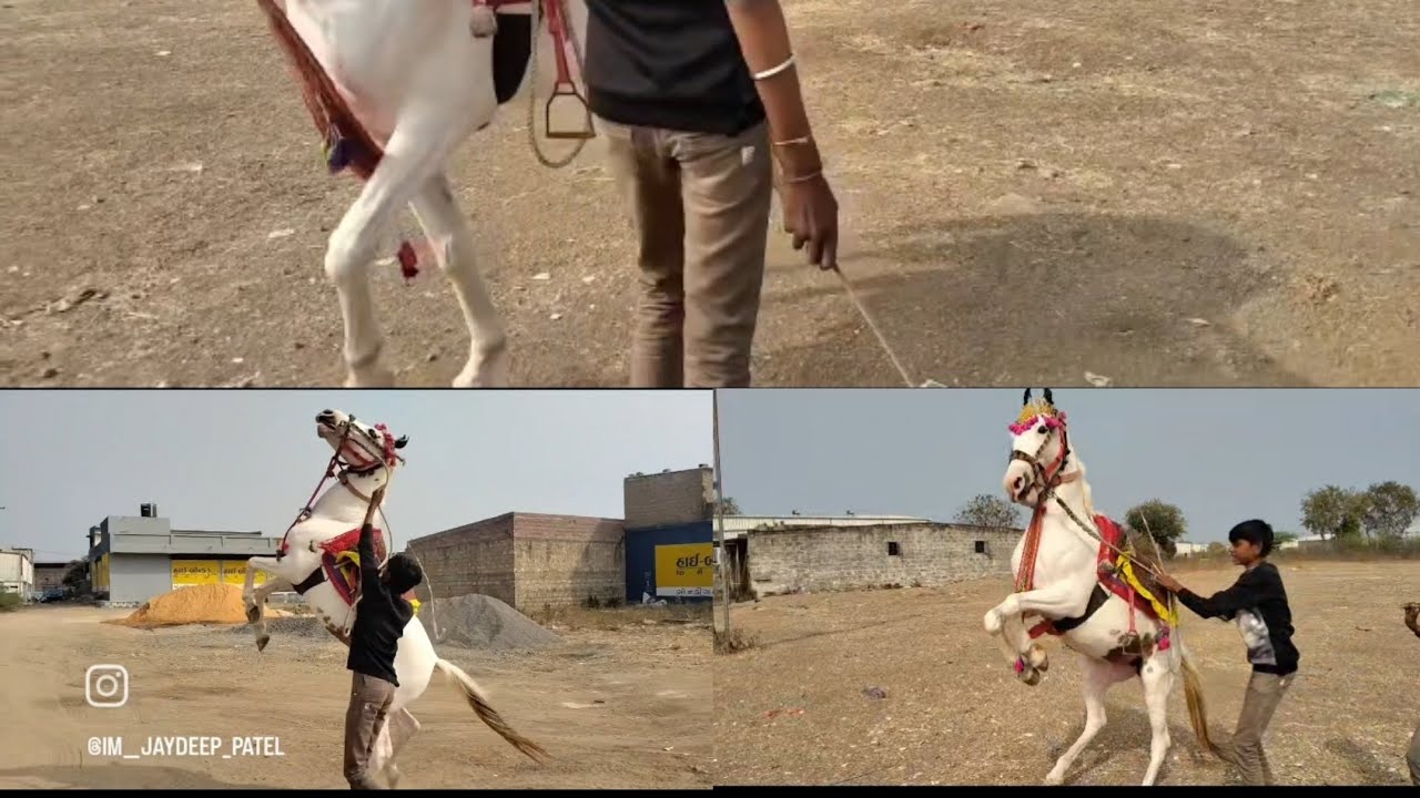 હા સોનલ તારો ડાન્સ હા હા સોનલ બે પગે હાલી જાય હો 🔥#video #viral #horse 