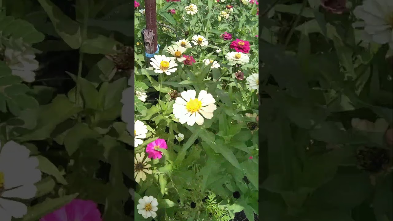 menemukan tanaman bunga matahari mini pinggir jalan 