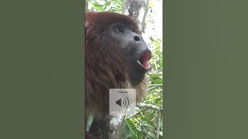 Thumbnail of Howler Monkey | The Loudest Land Animal #quickfacts #shorts #youtubeshorts
