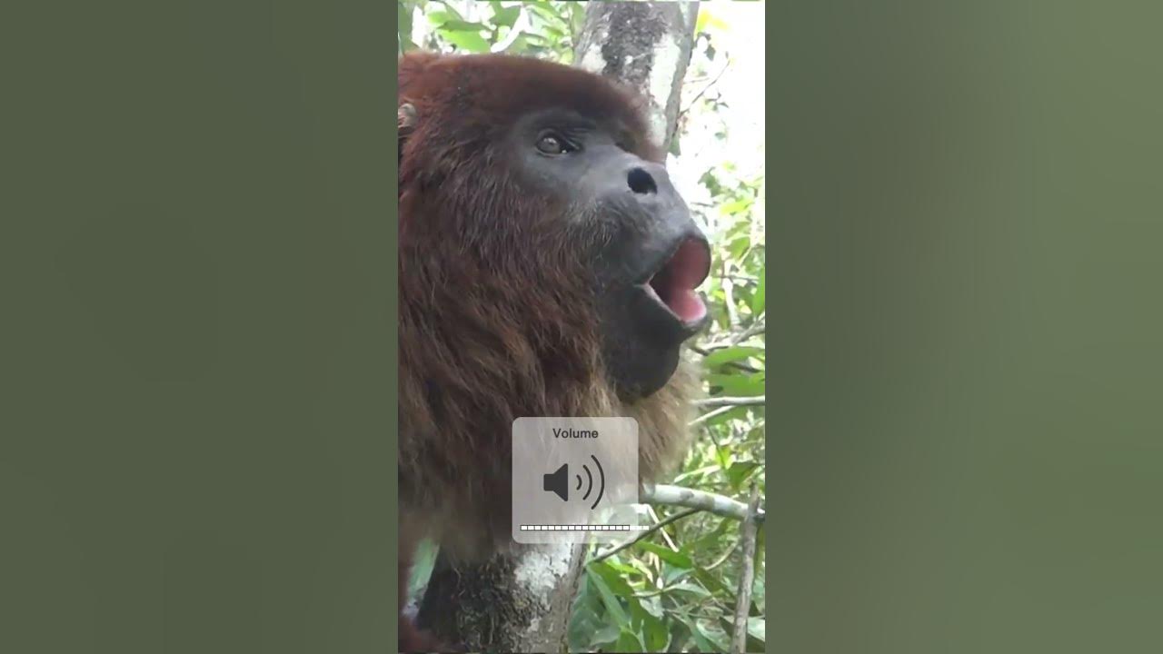 Howler Monkey | The Loudest Land Animal #quickfacts #shorts #youtubeshorts