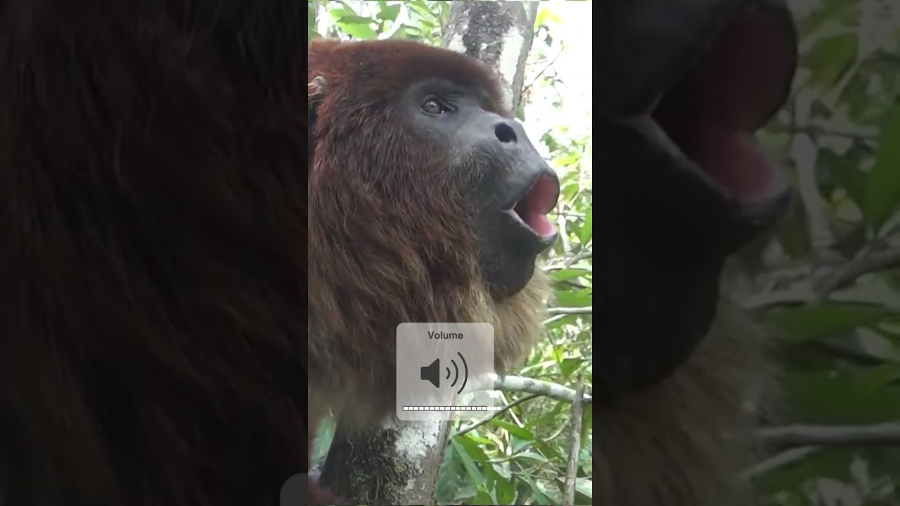 Howler Monkey | The Loudest Land Animal 