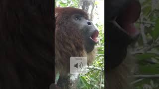 Howler Monkey | The Loudest Land Animal #quickfacts #shorts #youtubeshorts