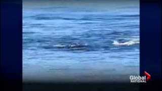 Orcas' attack on dolphins sign of thriving species