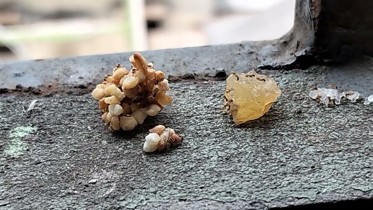 দল বদ্ধ হয়ে পিপীলিকা তাদের খাবর টানছে দেখুন।  ant food video.