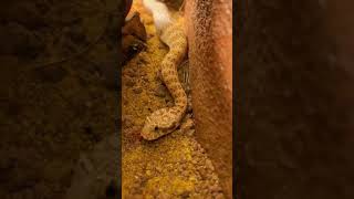 Baby snake shedding skin