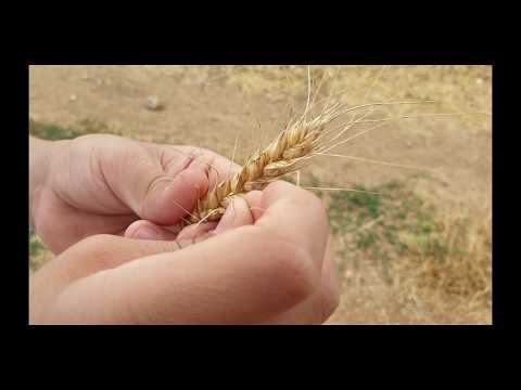 וִידֵאוֹ: איך מכינים קמח