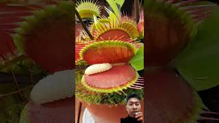 Venus Flytrap eats juicy worm #shorts #plants