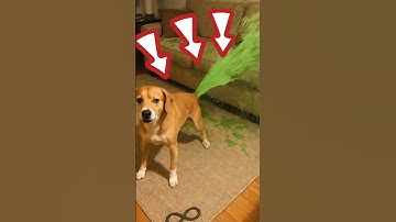 CHÚ CHÓ CỦA TÔI ỈA RA CỨT MÀU XANH #11043003